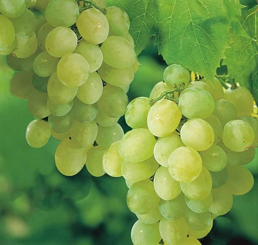 Rooted Live Plant Sweet Seedless Green Grape Vine - Vitis vinifera - Easy Care Climbing Fruit Vine for Home Garden