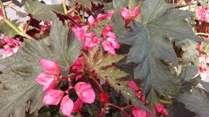 Lana Angel Wing Begonia Starter Plant - Bright Pink Flowers & Silver Foliage - Begonia coccinea - Tropical Indoor Decor