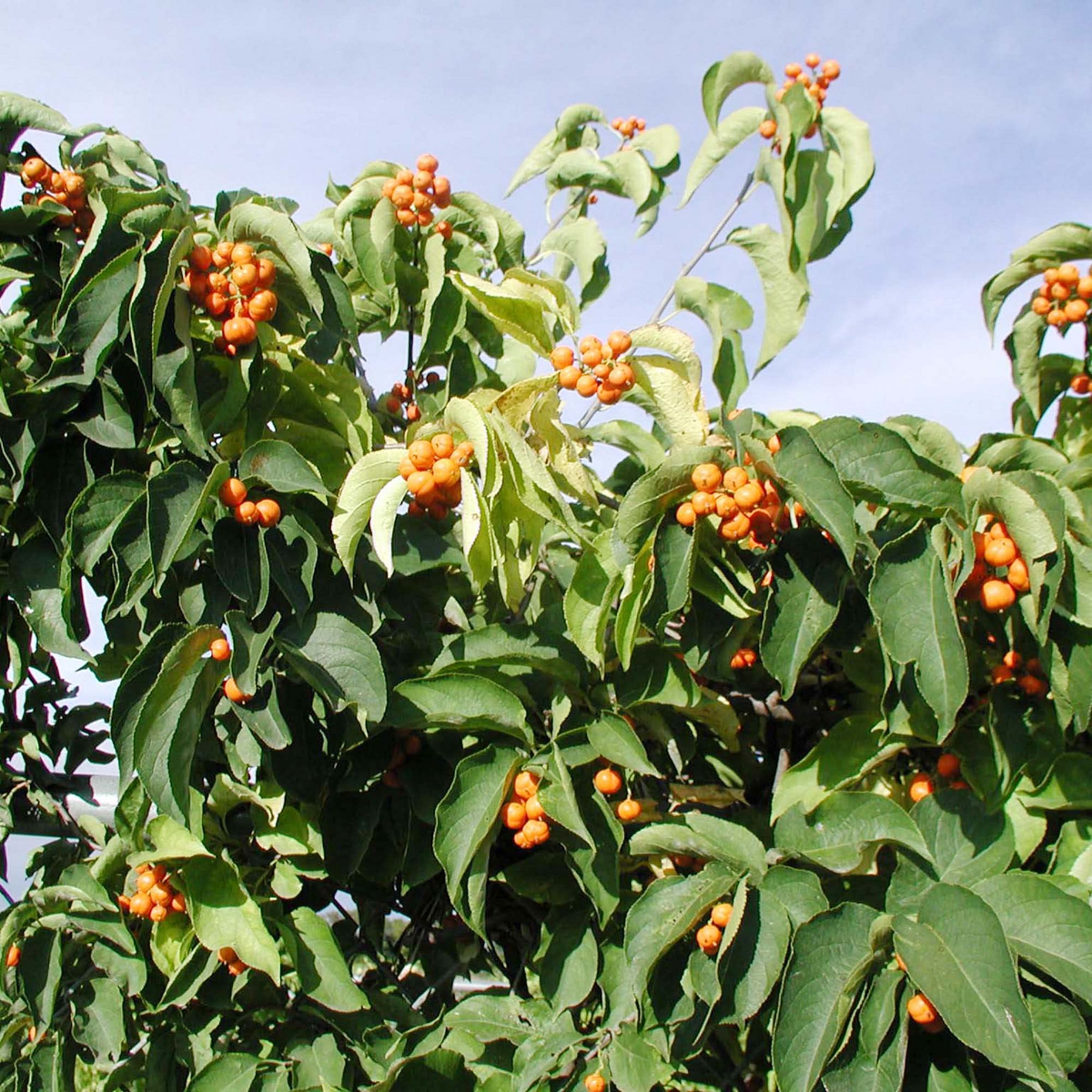 30 Seeds American Bittersweet | Celastrus Scandens | Vigorous Climbing Vine with Bright Berries | Ornamental Garden Plant