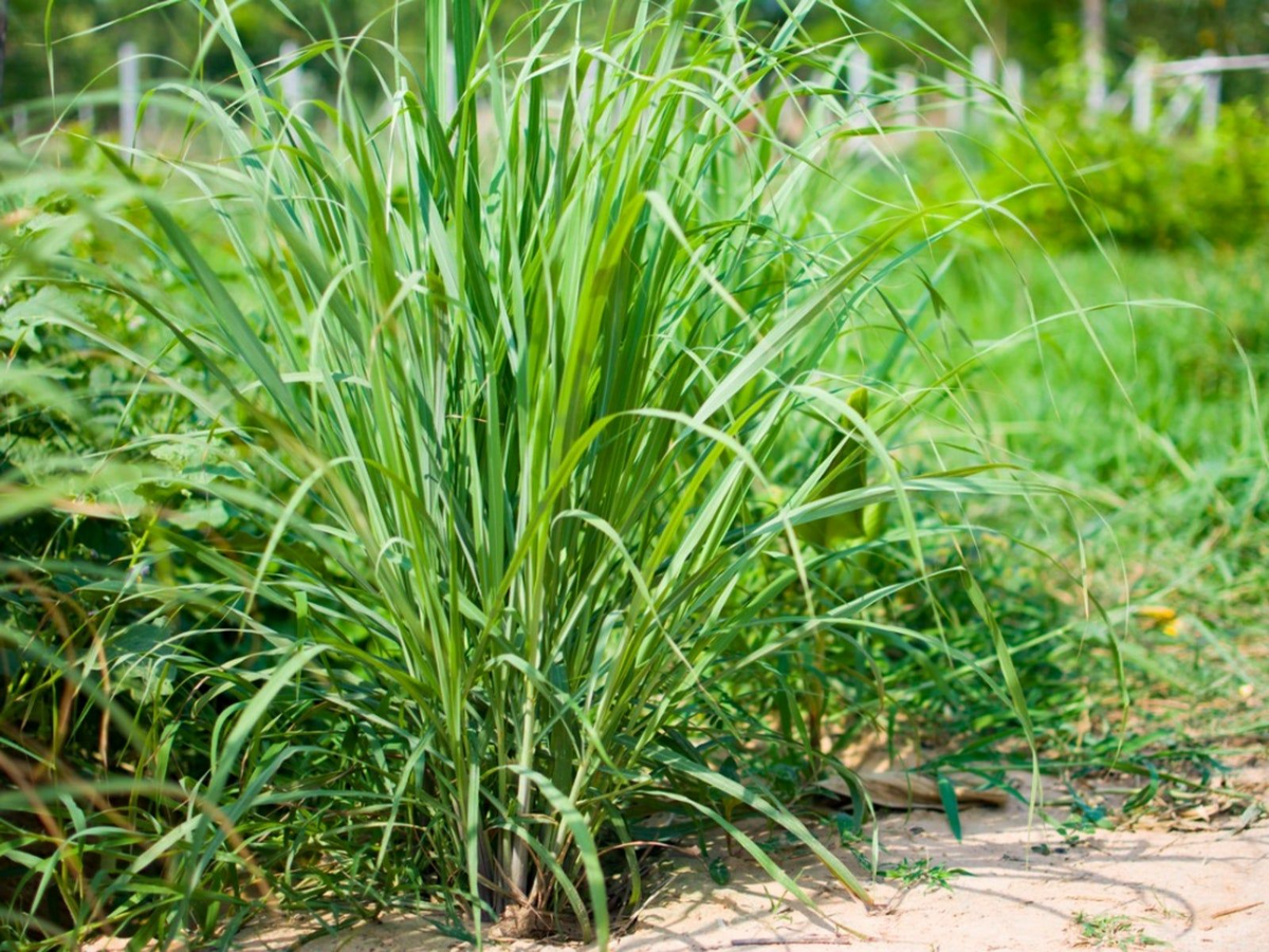 5 Bare Root Lemongrass Plants - Cymbopogon citratus - Easy to Grow Culinary Herb for Gardens and Teas