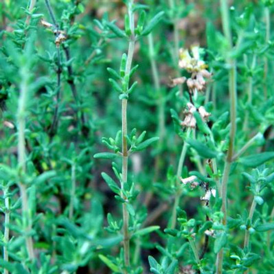 Thyme Seeds 1100 Count - Culinary Herb for Cooking & Pollinator Gardens - Thymus vulgaris - Aromatic, Drought-Tolerant Plant