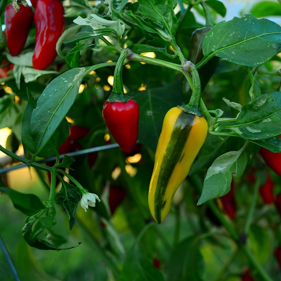 20 Fish Pepper Seeds - Heirloom Striped Chili, Non-GMO, High-Yield Capsicum annuum, Spicy Flavor for Culinary Use