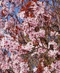 3 Unrooted Cuttings 6" Prunus Cerasifera 'Cherry Plum Black' | Edible Fruit Tree for Home Orchards and Landscaping