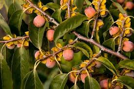 2 American Persimmon Trees - 10"-12" Bare Root Plants for Zones 4-9 - Diospyros virginiana - Edible Fruit, Ornamental Foliage