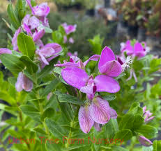 Polygala Myrtifolia Milkwort Cuttings - 6" Evergreen Sweet Pea Bush Plants, Fast Growing Perennial, Pink Purple Blooms