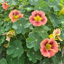 15 Seeds Nasturtium Purple Emperor, Heirloom Edible Flowers, Non-GMO, Tropaeolum majus, Purple Blooms for Salads & Gardens