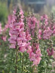 Snapdragon Seeds - 1000+ Potomac Lavender Variety - Antirrhinum majus - Soft Purple Blooms for Garden & Cut Flowers