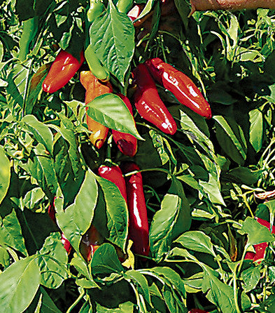 25 Hatch Ms. Junie Pepper Seeds – Capsicum annuum – Mild & Flavorful, High-Yielding, Ideal for Roasting, Heirloom Variety