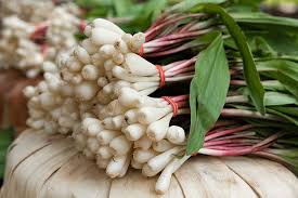 Wild Leeks Bulbs - 3 Organically Grown Bare Root Ramps (Allium tricoccum) for Shaded Garden Planting