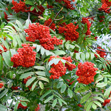 Live Bare Root European Mountain Ash Tree, 2-3 ft, Sorbus aucuparia, Ornamental Hardy Shade Tree