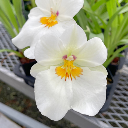Milt Golden Snow 'White Light' Orchid Seedling in 3" Pot | Elegant White Blooms | Miltoniopsis | Indoor & Outdoor Plant