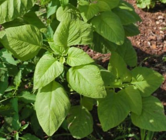 500mg Edible Amaranth Seeds Amaranthus tricolor White Light Green Leaf for Planting | Nutritious Heirloom Vegetable Microgreens