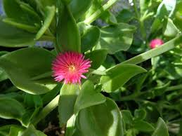 10 Aptenia Cordifolia 'Red Apple' Cuttings | Baby Sun Rose Succulent | Red/Pink Blooms | Easy Indoor & Outdoor Growth