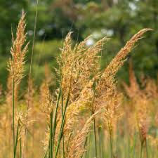 10,000 Bulk Prairie Grass Seeds - Native, Drought Tolerant, Fast Growing Ornamental Grass for Landscaping - (Scientific Name)