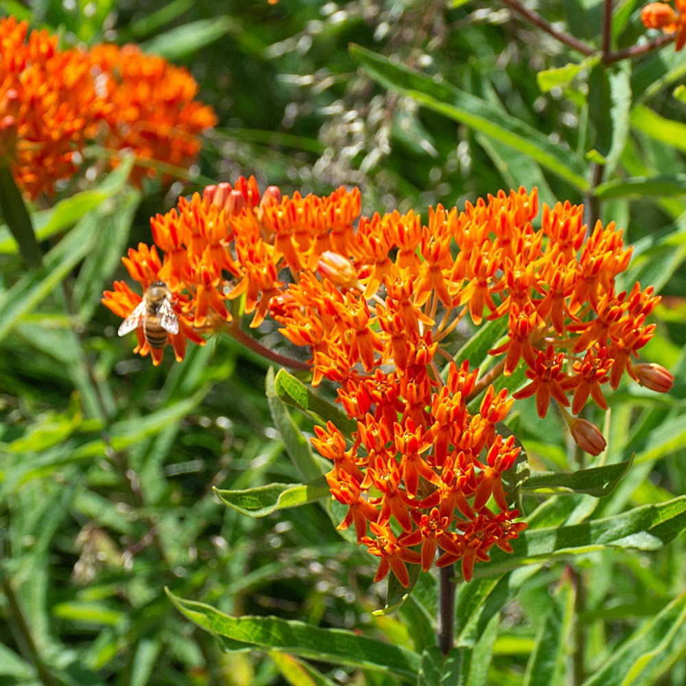 10 Butterfly Weed Plants, Bare Root Perennials, Monarch Host, Asclepias tuberosa, Pollinator-Friendly, Bright Orange Blooms