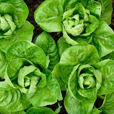 1000 Little Gem Lettuce Seeds – Sweet Mini Romaine, Heirloom, Non-GMO, Crisp Texture, Lactuca sativa, Easy to Grow