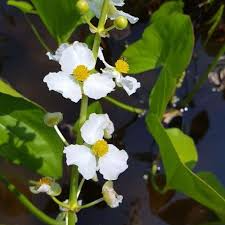 Aquatic Broadleaf Arrowhead Roots - 5 Pack (Sagittaria Latifolia) - Hardy Water Garden Plants for Ponds and Wetlands
