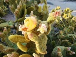 Hardy Cow's Tongue Cactus Pad Cutting 8-10" | Opuntia Liguiformis | Cold Hardy | Golden Orange Blooms | Prickly Specimen