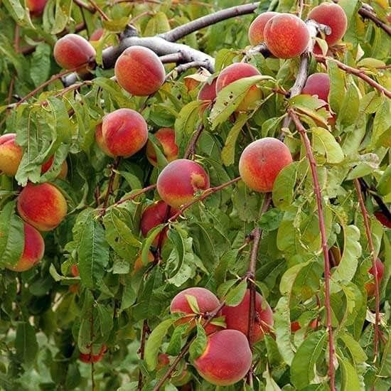 3PCS Unrooted Cuttings White Peach Tree Prunus persica Easy to Grow Fruit Plant for Home Orchard Propagation