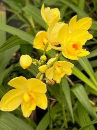 Bright Yellow Ground Orchid Live Plant 4” Pot Spathoglottis plicata Tropical Perennial Vibrant Blooms Pollinator-Friendly