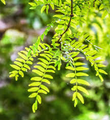 Live Bare Root Thornless Honey Locust Tree 18"-24" Gleditsia triacanthos var. inermis - Hardy Shade Tree for Landscaping