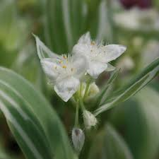 5 Unrooted Cuttings Tradescantia Albiflora 'Quicksilver' Variegated Wandering Jew, White & Green Foliage, Easy Propagation
