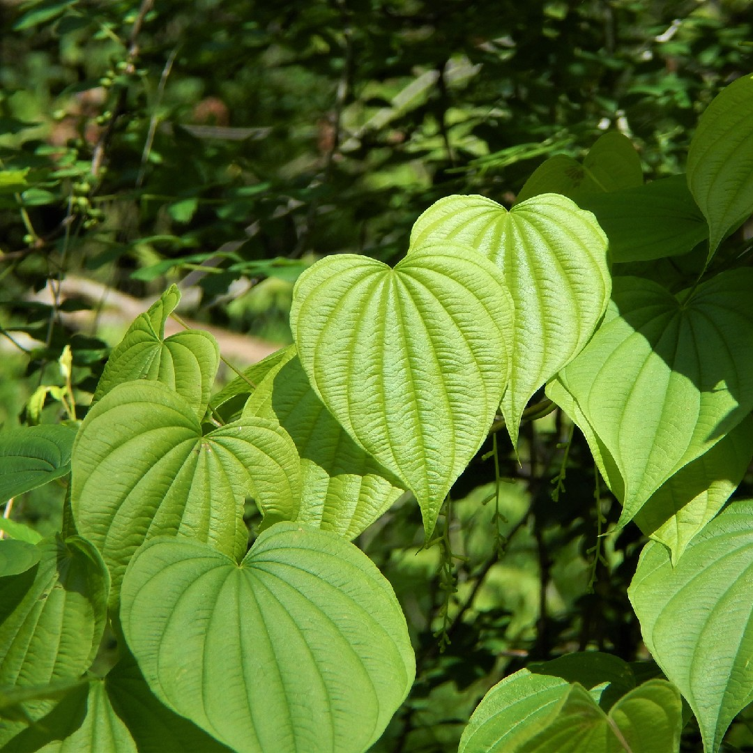 10 Bare Root Wild Yam Plants, Organic Perennial Vine, Dioscorea villosa, Green Foliage for Gardens and Trellises