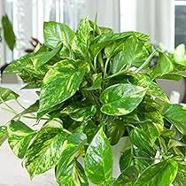 Rare Patricio Pothos Cutting - Unrooted with 2+ Nodes - Highly Variegated Golden - Epipremnum aureum 'Patricio' - Indoor/Outdoor Houseplant