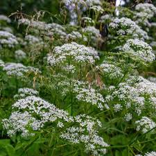 200 Seeds Anise Herb, Pimpinella anisum, Aromatic Culinary Plant for Garden Use
