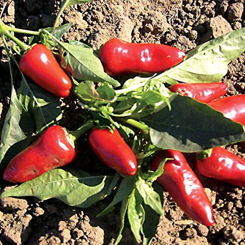 Fresno Pepper Seeds - 25 Heirloom Non-GMO High Yield Spicy Capsicum annuum for Salsas & Grilling