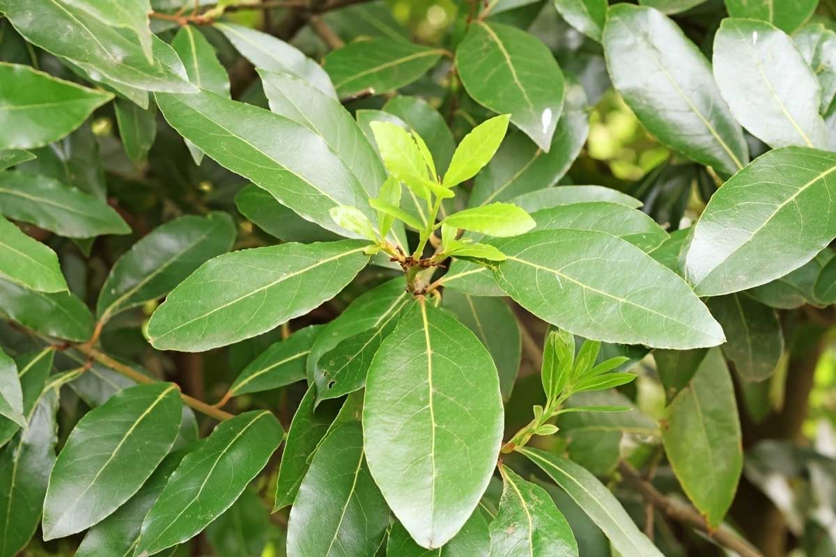5 Unroot Cuttings - Sweet Laurel Bay Tree - Fresh Bay Leaf Herb - Laurus nobilis - Culinary Plant Cuttings for Home Garden