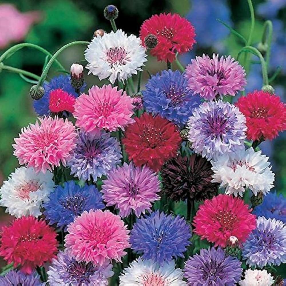 200 Seeds Cornflower Bachelor Button Frosty Mix, Heirloom Non-GMO Wildflower, Blue & White Flowers, Centaurea cyanus