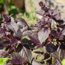 Dark Opal Basil Seeds | Heirloom Non-GMO | Fast Growing Culinary Herb | Deep Purple Leaves | Ocimum basilicum
