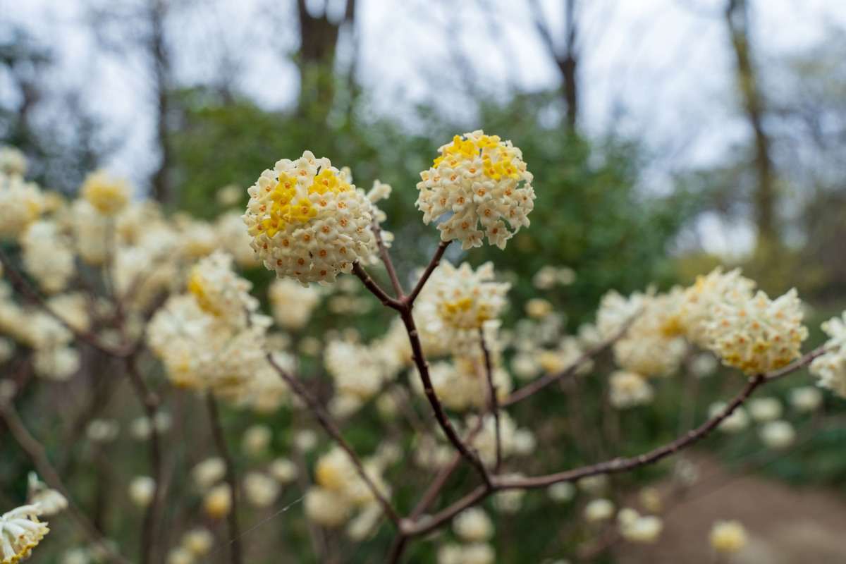 Live Starter Plant - Edgeworthia Winter Gold / Snow Cream Paper Bush - Fragrant Yellow Blooms - Edgeworthia chrysantha - Zones 7-9