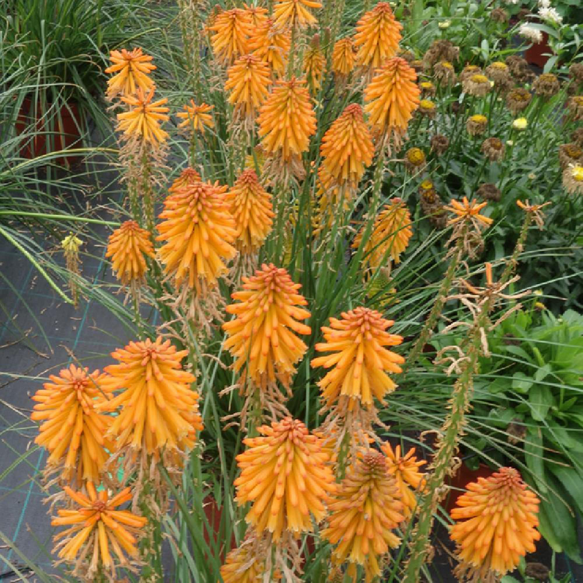 Kniphofia ‘Mango Popsicle’ Bare Root Hot Poker Plant, Drought-Tolerant Perennial with Orange Blooms, Pollinator-Friendly