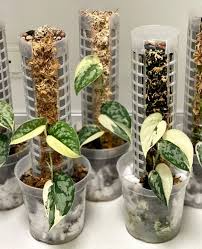Scindapsus Mayari Rooted Cutting, Highly Variegated Plant, Rare Cultivar, Scindapsus sp. ‘Mayari’ - 1-2 Leaves
