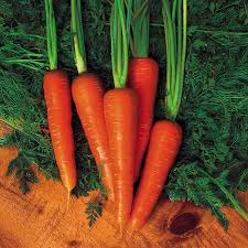 1000+ Moonraker Carrot Seeds - Sweet Crisp White Heirloom - Daucus carota - Ideal for Organic Gardens and Gourmet Dishes