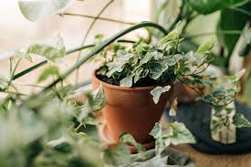 15 English Ivy Rooted Cuttings | Fast-Growing Privacy Plant | Hardy Vines for Indoor/Outdoor Use | Hedera helix