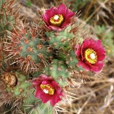 Cylindropuntia Prolifera Coastal Cholla Cactus Cutting - 3" Green Pup for Full/Partial Sun - Low Water, Starter Plant