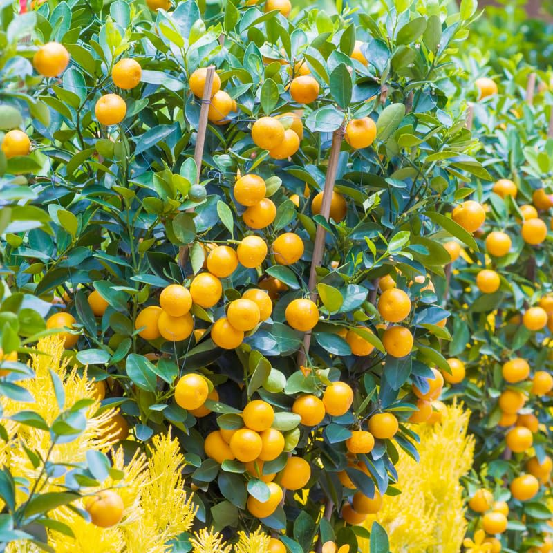 Live Calamansi Plant Tree Seedling | 8-12 inch Citrus Microcarpa | Indoor & Outdoor Tropical Fruit Tree