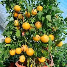 Pepino Melon Plant Cutting | Live Starter Plant with Pot | Sweet Golden Ginseng Fruit | Solanum muricatum