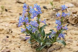 Waxleaf Penstemon Seeds 100mg - Penstemon nitidus - Drought-Tolerant Native Wildflower with Lavender Blooms