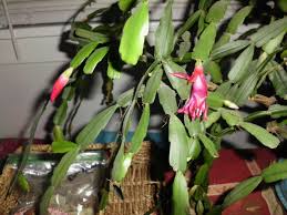 White Christmas Cactus Cuttings 4"-5" | 5 Unrooted Segments | Schlumbergera | Easy Care Holiday Plant