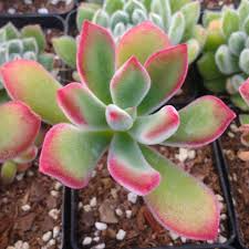 Echeveria Pulvinata ‘Plush Chenille’ Succulent | 1 Bare Root Live Plant | Fuzzy Red-Green Leaves | Drought-Tolerant Houseplant