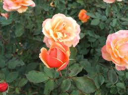 About Face Rose Starter Plant | 6-10" Live Plant | Unique Two-Toned Blooms: Golden Orange & Ruby Red | Rosa 'About Face'