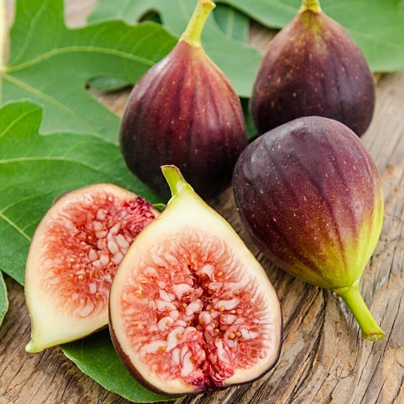 Rooted Fig Fruit Tree Cutting 17” - Ficus carica - Live Plant in Pot - Easy to Grow Edible Fruit Tree for Home Garden