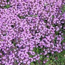 5000 Creeping Thyme Seeds | Purple Groundcover Herb | Thymus Serpyllum | Aromatic Low-Growing Plant for Gardens and Landscaping
