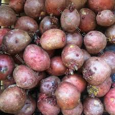 Organic Red Idaho Seed Potatoes - 12 Count - Nutrient-Rich, Easy to Grow - Solanum tuberosum for Home Gardens