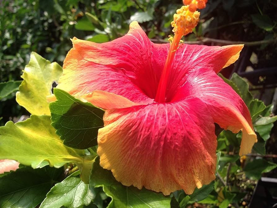 Exotic Hibiscus Starter Plant 3-5" Hawaiian Sunset Fiesta, Live Tropical Plant, Hibiscus rosa-sinensis, Bare Root for Gardens