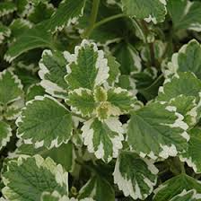 3 Rooted Cuttings 4" Variegated Swedish Ivy Plant - Plectranthus coleoides ‘Variegata’ - Trailing, Fragrant Foliage